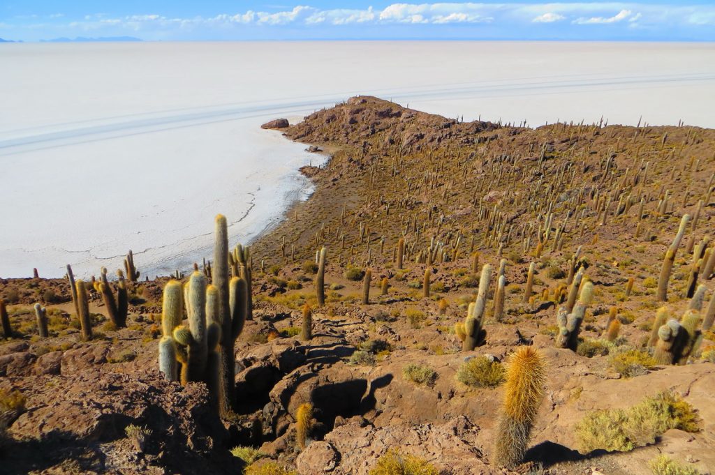 Isla Incahuasi: Un oasis en medio del salar