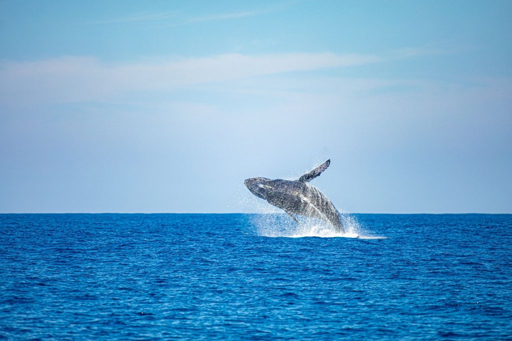 ¿Dónde está Playa Los Cóbanos y por qué deberías visitarla?