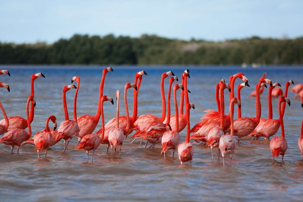 Turismo en Celestún: Naturaleza, playa y flamencos rosados