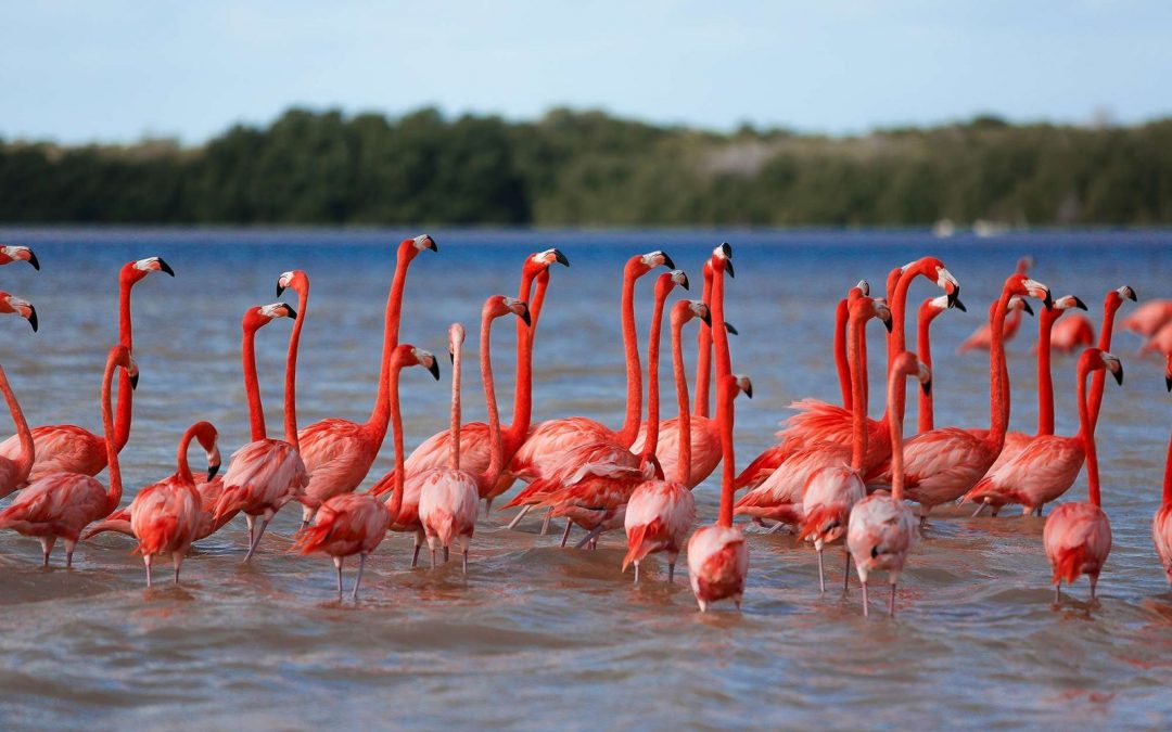 Turismo en Celestún: Naturaleza, playa y flamencos rosados